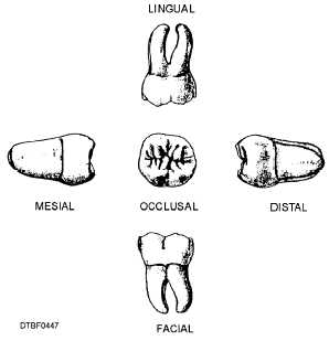 Surfaces of mandibular third molar